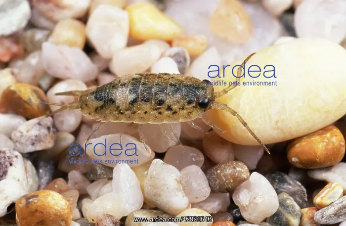 : Sea Slater - seashore : Sea Slater - seashore