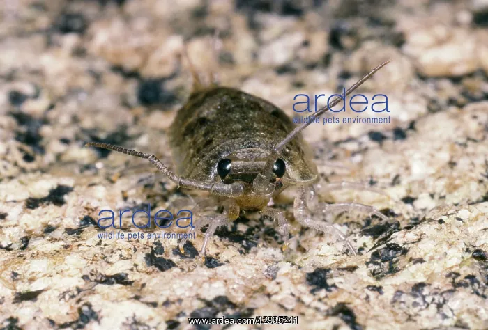 : Sea Slater - segmented antennae : Sea Slater - segmented antennae
