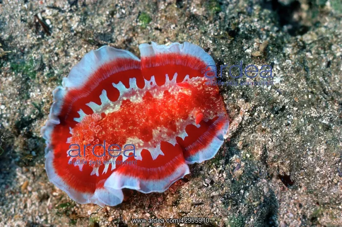 : Sea Slug Nudibranch mollusc on coral reef : Sea Slug Nudibranch mollusc on coral reef