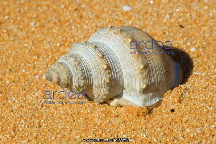 : Sea Snail (Gastropodae). Abel Tasman National Park, South Island, New Zealand : Sea Snail (Gastropodae). Abel Tasman National Park, South Island, New Zealand