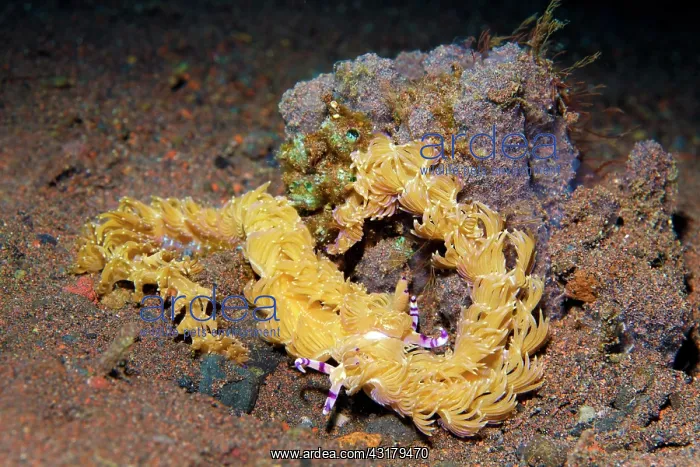 : Two sea snails, Blue Dragon Nudibranch ( Pteraeolidia : Two sea snails, Blue Dragon Nudibranch ( Pteraeolidia