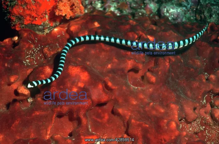 : Sea Snake - Banded SEA KRAIT : Sea Snake - Banded SEA KRAIT