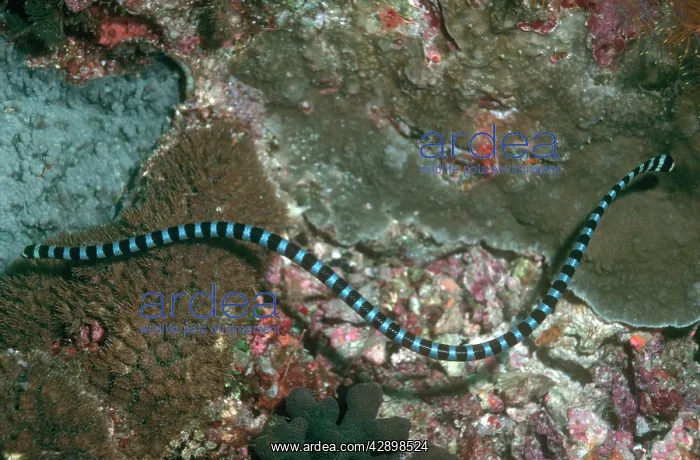 : Sea Snake - Banded SEA KRAIT : Sea Snake - Banded SEA KRAIT
