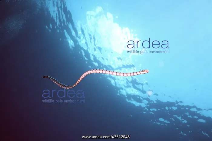 : SEA SNAKE - Banded / Yellow-lipped Sea Krait : SEA SNAKE - Banded / Yellow-lipped Sea Krait
