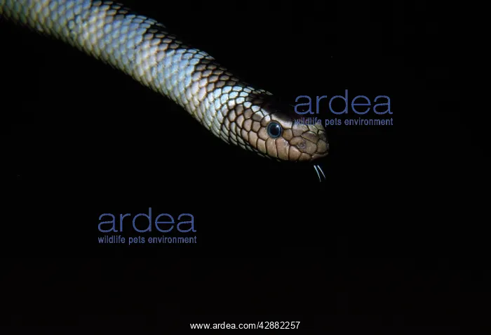 : Sea Snake / Black-banded Sea Krait - venomous : Sea Snake / Black-banded Sea Krait - venomous