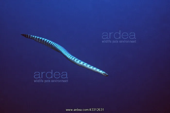 : SEA SNAKE / Black-banded Sea Krait - VENOMOUS : SEA SNAKE / Black-banded Sea Krait - VENOMOUS