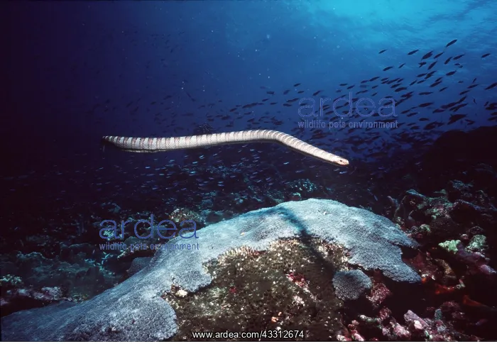 : SEA SNAKE - / Black-banded Sea Krait (VENOMOUS) : SEA SNAKE - / Black-banded Sea Krait (VENOMOUS)