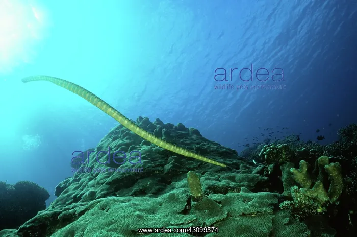 : Sea Snake (Family Hydrophiidae) : Sea Snake (Family Hydrophiidae)
