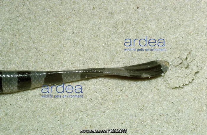 : Sea Snake - showing flattened tail : Sea Snake - showing flattened tail