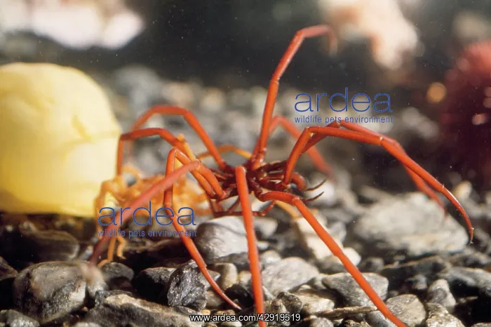  : SEA SPIDER