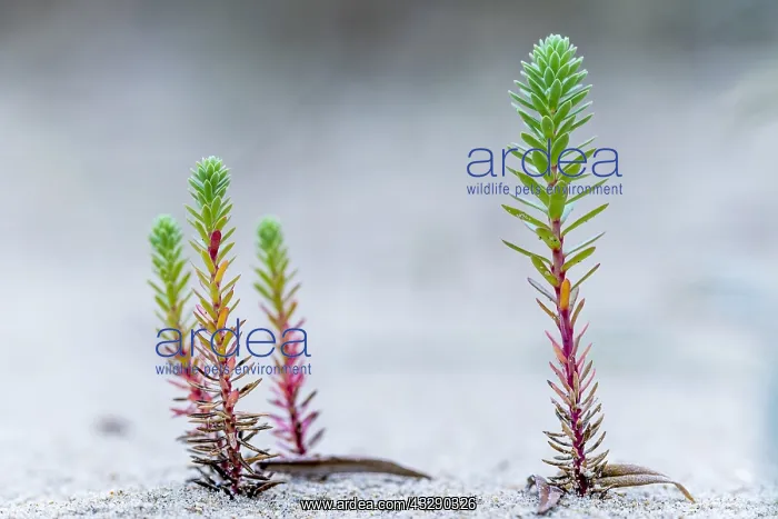 : Sea Spurge (Euphorbia paralias) plant, Belgium : Sea Spurge (Euphorbia paralias) plant, Belgium