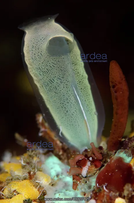 : Sea Squirt : Sea Squirt