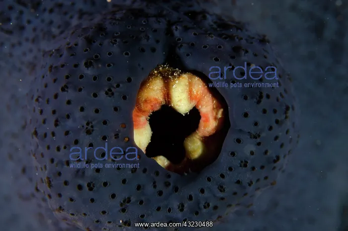 : Sea Squirt covered with sponge (Porifera Phylum) : Sea Squirt covered with sponge (Porifera Phylum)