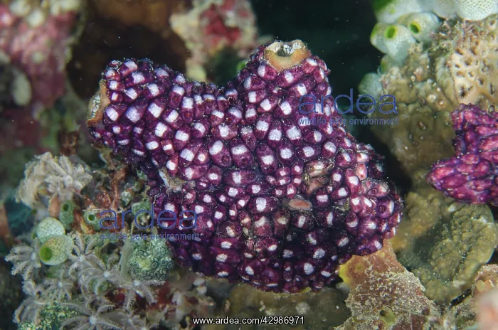 : Sea Squirt covered with tunicates - Muka Linggua : Sea Squirt covered with tunicates - Muka Linggua