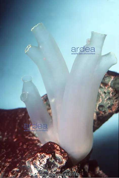 : SEA SQUIRTS : SEA SQUIRTS