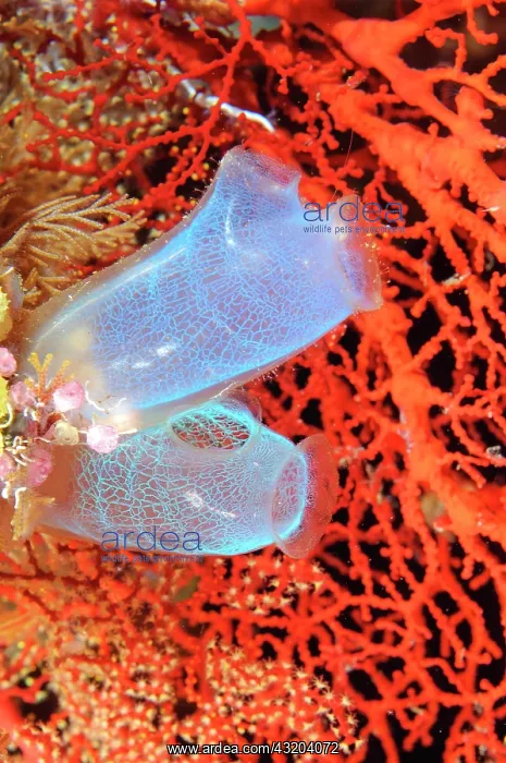 : Sea squirts (Rhopalaea), Pacific, Bali, Lembeh Strait : Sea squirts (Rhopalaea), Pacific, Bali, Lembeh Strait