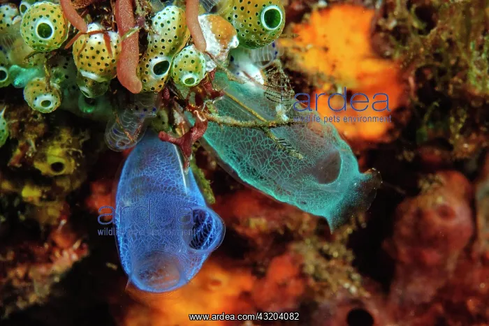 : Sea squirts (Rhopalaea), Pacific, Bali, Lembeh Strait : Sea squirts (Rhopalaea), Pacific, Bali, Lembeh Strait