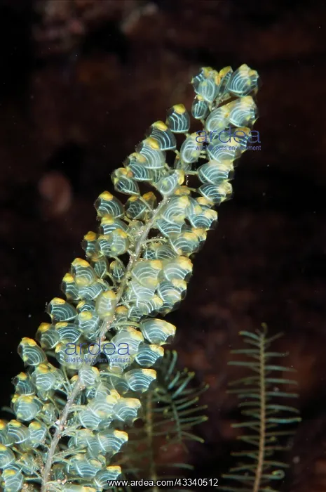 : Sea Squirts - Zen Garden West dive site, Penemu : Sea Squirts - Zen Garden West dive site, Penemu