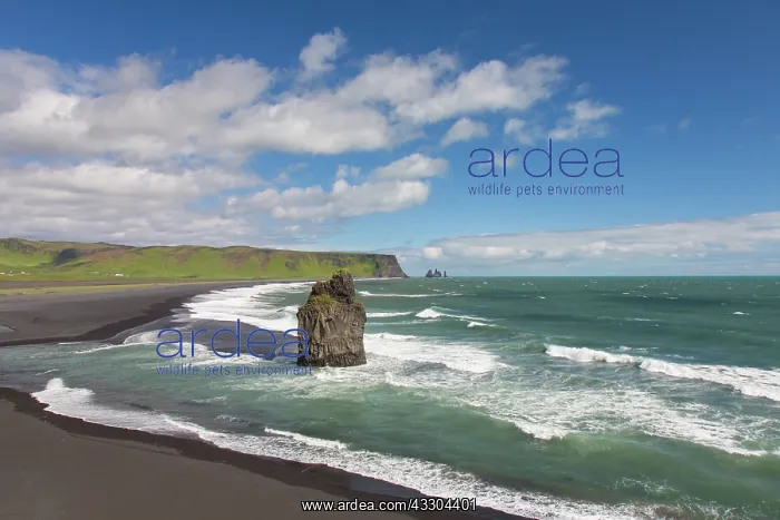 : The sea stack Arnardrangur (Eagle Rock) tower in : The sea stack Arnardrangur (Eagle Rock) tower in