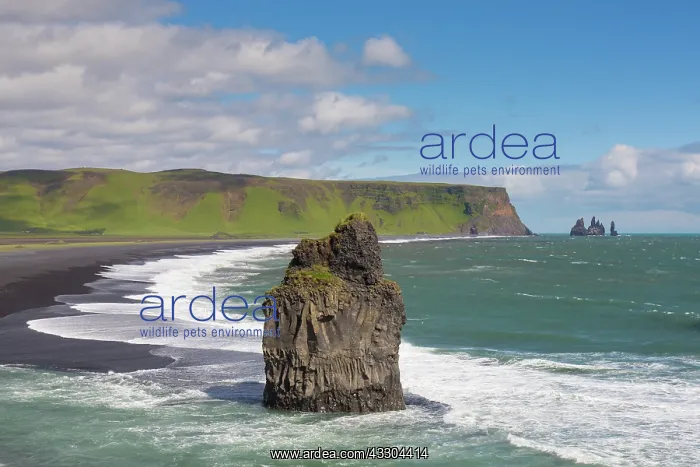 : The sea stack Arnardrangur (Eagle Rock) tower in : The sea stack Arnardrangur (Eagle Rock) tower in