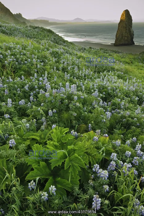 : Sea Stack & Lupines on Oregon Shore : Sea Stack & Lupines on Oregon Shore