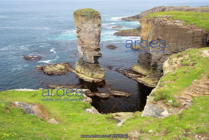 : Sea stack Yesnaby Castle and cliffs : Sea stack Yesnaby Castle and cliffs