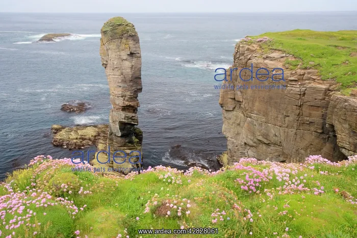 : Sea stack Yesnaby Castle and cliffs : Sea stack Yesnaby Castle and cliffs
