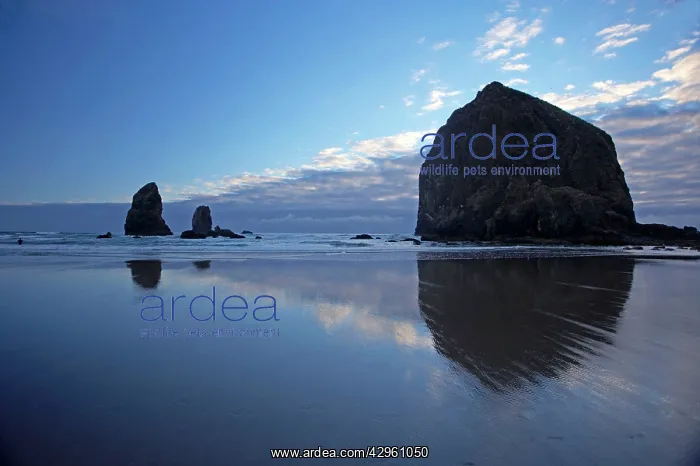 : Sea Stacks at Cannon Beach : Sea Stacks at Cannon Beach
