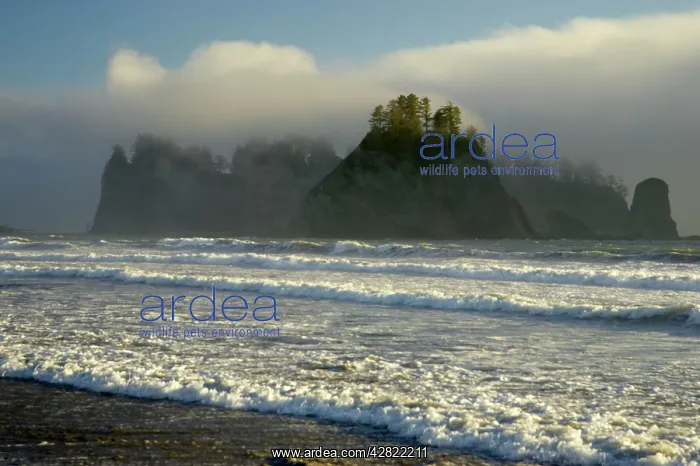 : Sea Stacks and Coastal Fog : Sea Stacks and Coastal Fog