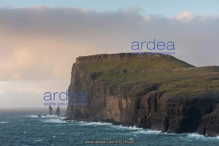 : Sea stacks Risin og Kellingin in the evening light : Sea stacks Risin og Kellingin in the evening light