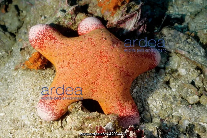 : Sea star (Choriaster granulatus). Richelieu Rock, Andaman Sea, Thailand : Sea star (Choriaster granulatus). Richelieu Rock, Andaman Sea, Thailand