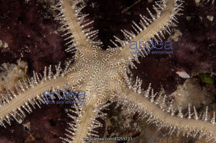  : Sea Star