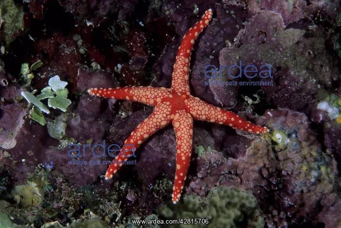 : Sea star, Fromia nodosa, Witu island, West New Britain, Papu : Sea star, Fromia nodosa, Witu island, West New Britain, Papu