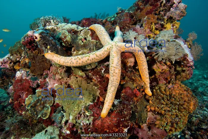 : Sea star, Linckia laevigata, Monad shoal Reef, Malapascua Is : Sea star, Linckia laevigata, Monad shoal Reef, Malapascua Is