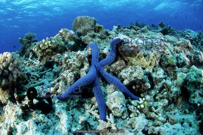 : Sea star Linckia laevigata, Witu island, West New Britain, P : Sea star Linckia laevigata, Witu island, West New Britain, P