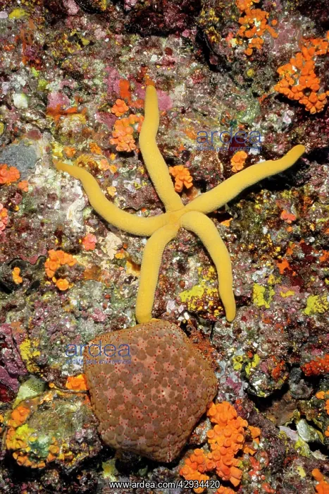 : A sea star and a Pincushion sea star (Culcita novaeguineae) : A sea star and a Pincushion sea star (Culcita novaeguineae)