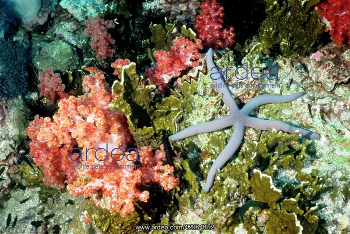 : Sea star and pink soft coral (Dendronephthya sp.) : Sea star and pink soft coral (Dendronephthya sp.)