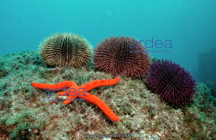 : Sea Star and Sea Urchings, Atlantic / (Sphaerechninus : Sea Star and Sea Urchings, Atlantic / (Sphaerechninus