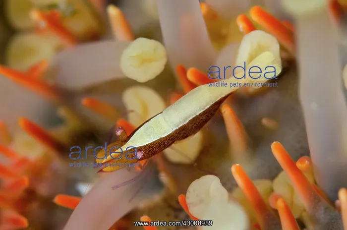 : Sea Star Shrimp on underside of Crown-of-thorns : Sea Star Shrimp on underside of Crown-of-thorns