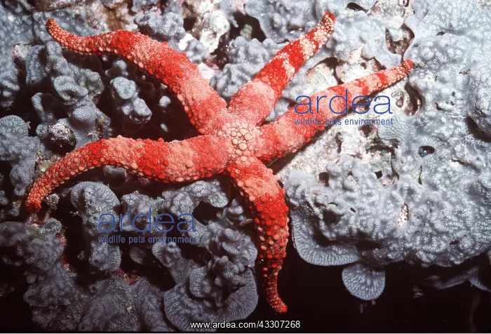 : SEA STAR / Starfish : SEA STAR / Starfish