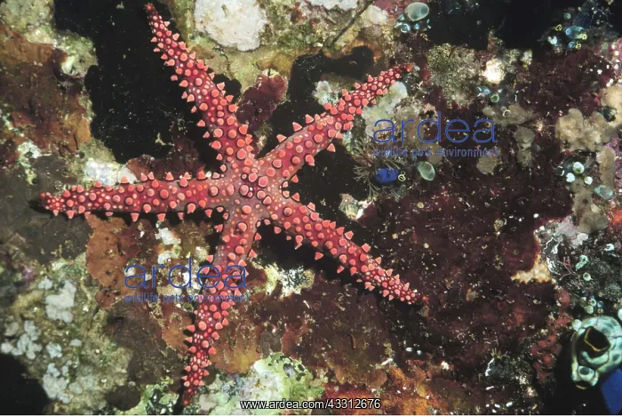 : SEA STAR / Starfish : SEA STAR / Starfish