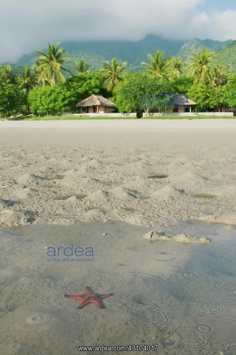 : Sea star at Tua Koin resort : Sea star at Tua Koin resort