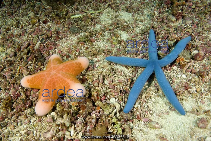  : Sea stars, Choriaster granulatus and Linckia laevigata, Mona