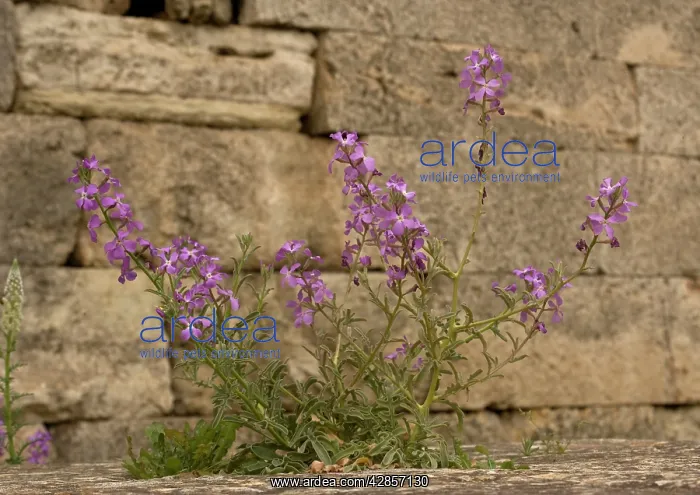 : Sea Stock, (Matthiola sinuata). Cape Sounio, Greece : Sea Stock, (Matthiola sinuata). Cape Sounio, Greece