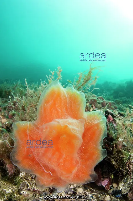  : Sea strawberry (Aplidium elegans)