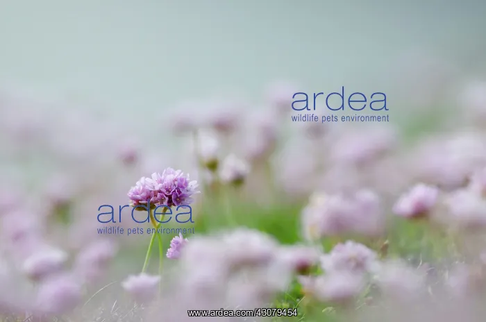 : Sea Thrift : Sea Thrift