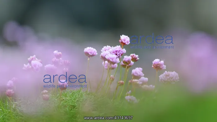 : Sea Thrift : Sea Thrift