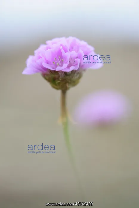 : Sea Thrift : Sea Thrift