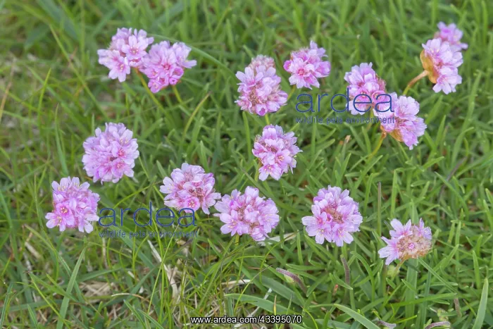 : Sea Thrift : Sea Thrift