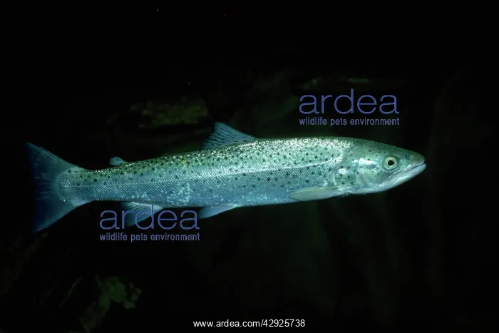  : SEA TROUT (Salmo trutta)